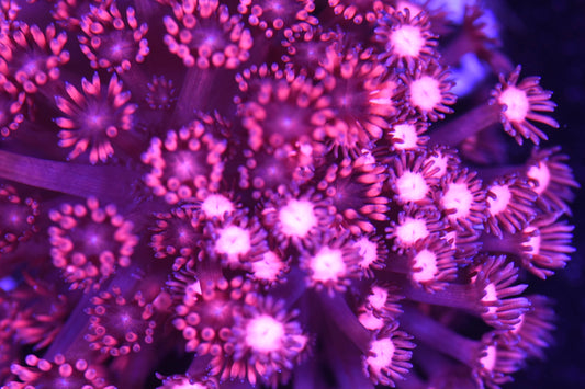 WYSIWYG Pink Insanity Mixed Goniopora Colony 4" (CRAZY!)