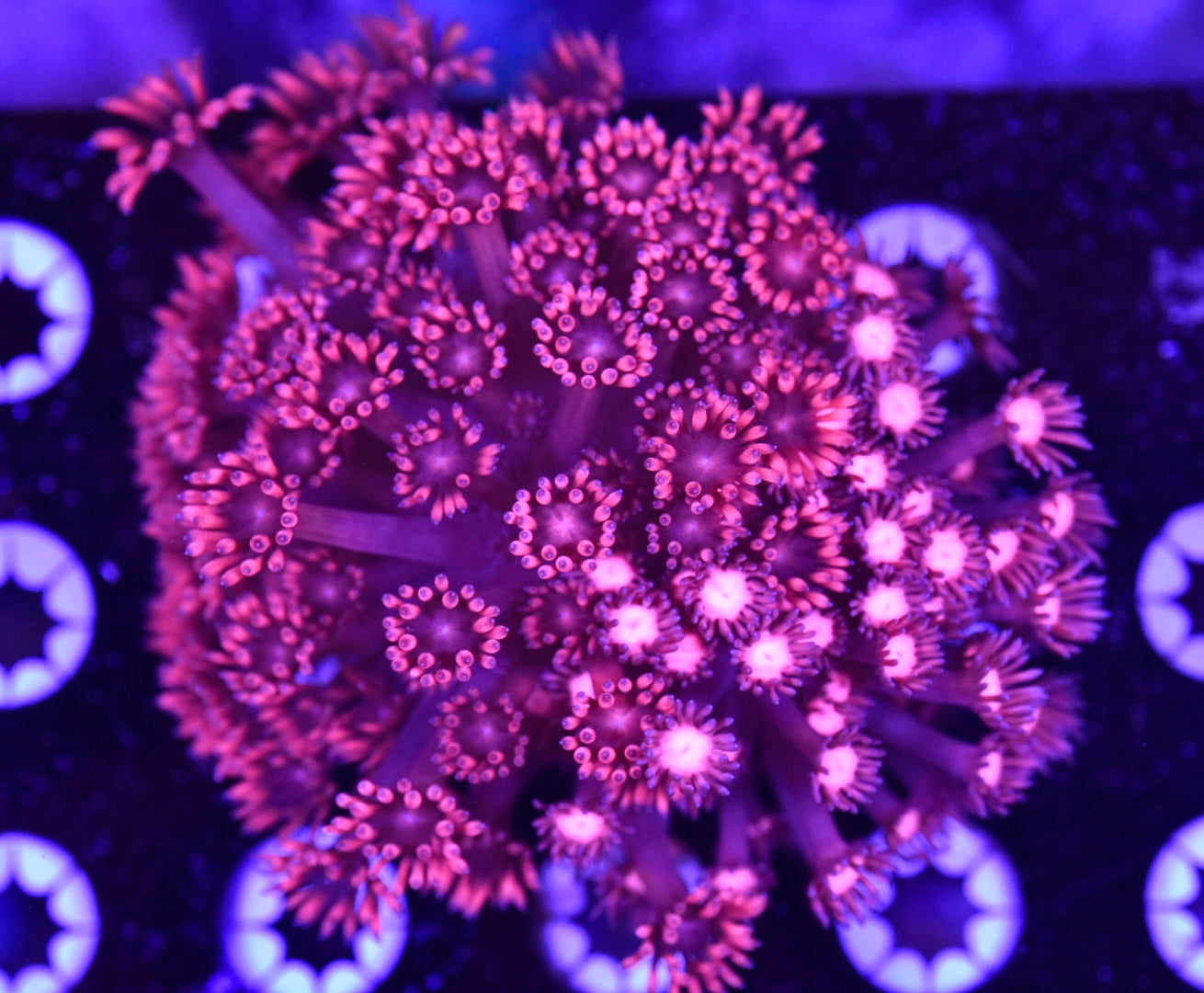 WYSIWYG Pink Insanity Mixed Goniopora Colony 4" (CRAZY!)