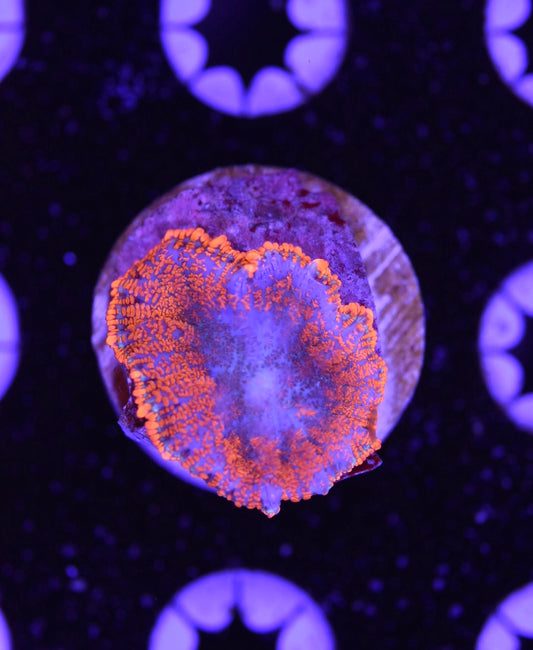 WYSIWYG Blue Bronco Rhodactis Mushroom 1.5"