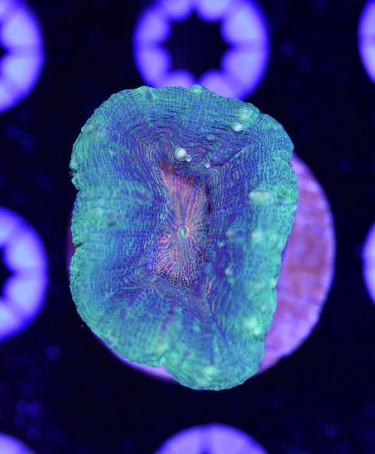 WYSIWYG Rainbow Lobophyllia 1.5"