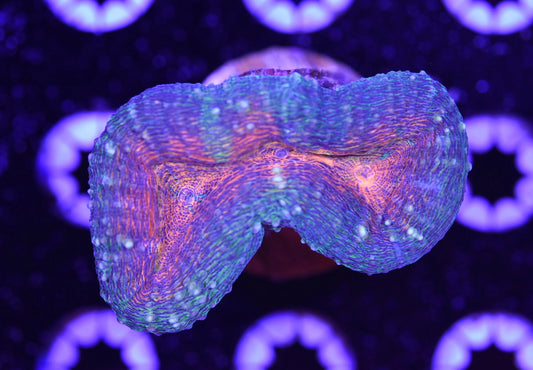 WYSIWYG Rainbow Lobophyllia 2.5"