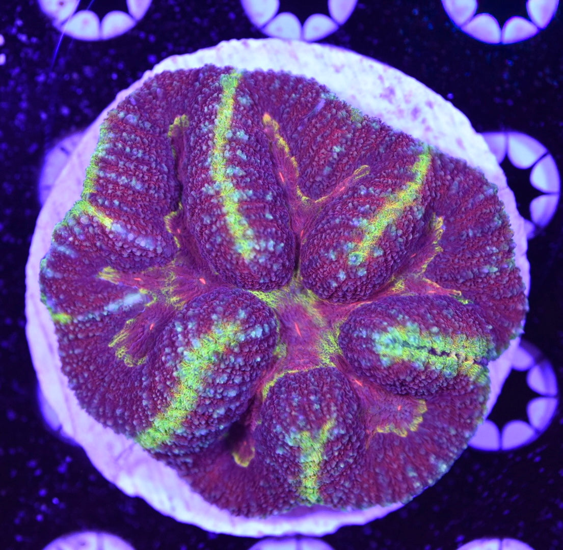 WYSIWYG Yellow Jacket Rainbow Symphyllia 3.5" (WOW!)