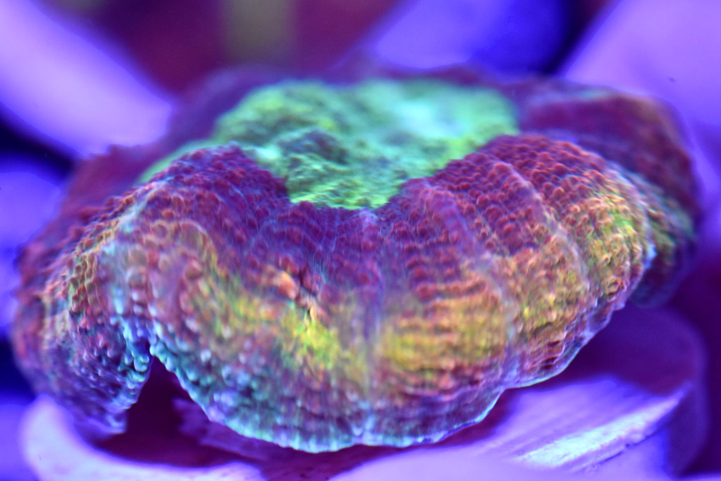 WYSIWYG Incredible Rainbow Lobophyllia 3" (UNIQUE!)