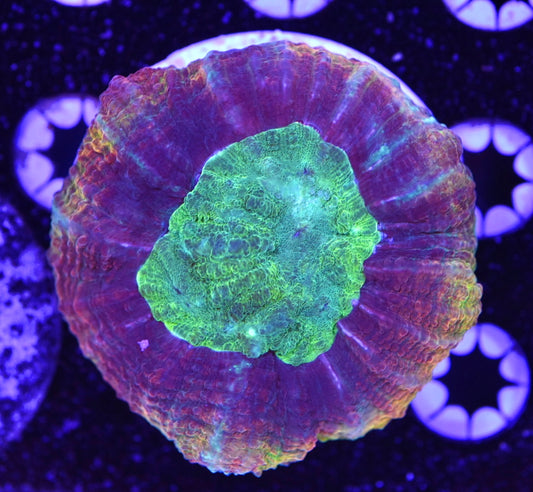 WYSIWYG Incredible Rainbow Lobophyllia 3" (UNIQUE!)