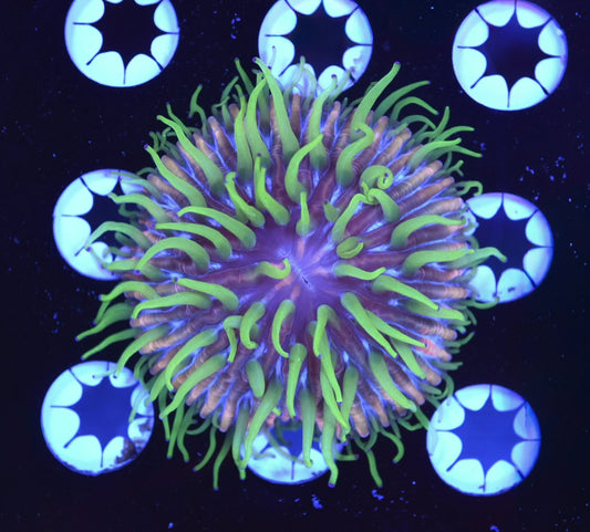 WYSIWYG Citrus Sky Fungia Plate 2" (CRAZY!)