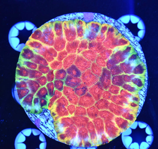 WYSIWYG Yin and Yang Grafted Rainbow Favia Colony 3.5" (CRAZY!)