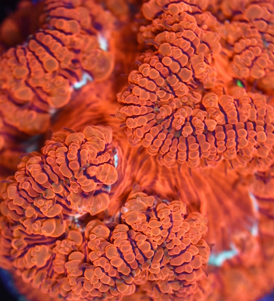 WYSIWYG Large Polyp Blastomussa Colony 3" (BRIGHT!)