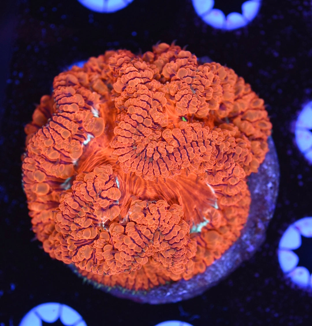 WYSIWYG Large Polyp Blastomussa Colony 3" (BRIGHT!)
