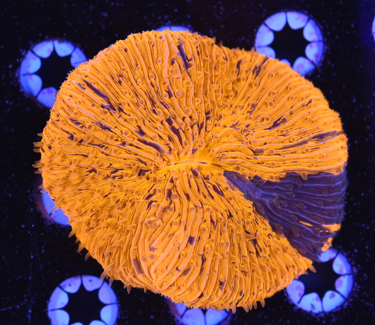 WYSIWYG Grafted Fungia Plate 3.5" (CRAZY!)
