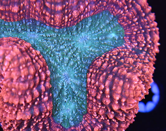 WYSIWYG XL Rainbow Lobophyllia 4.5"