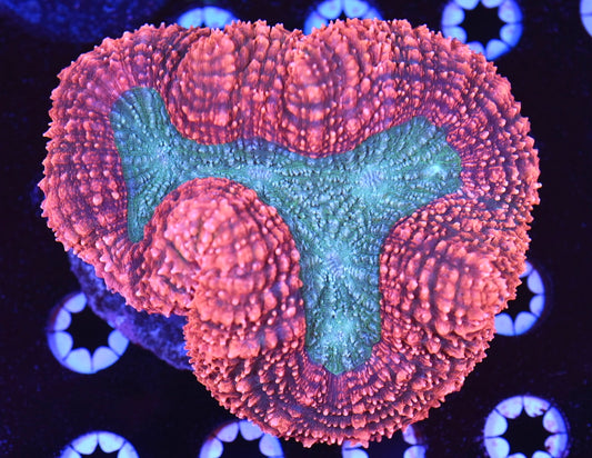 WYSIWYG XL Rainbow Lobophyllia 4.5"