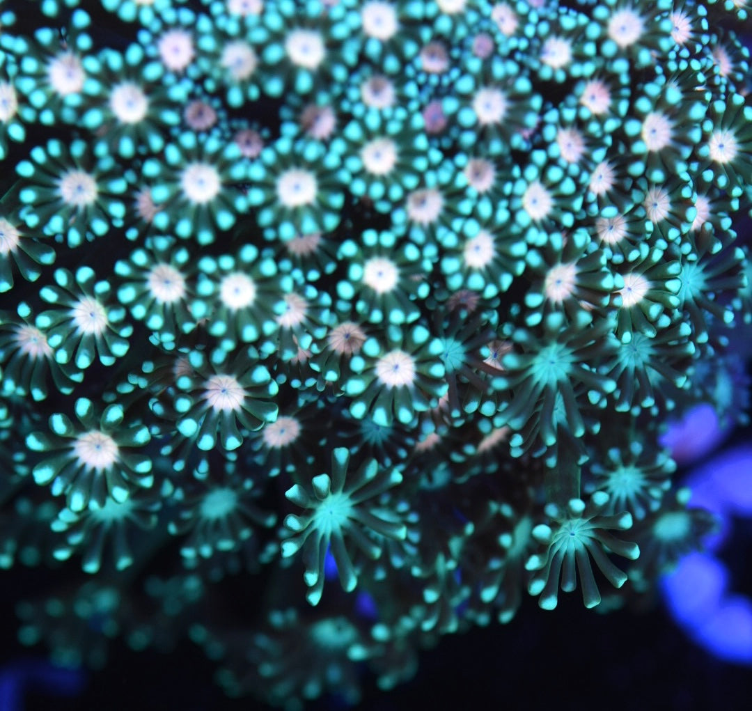 WYSIWYG XL Triple Threat Alveopora Colony 4" (CRAZY!)