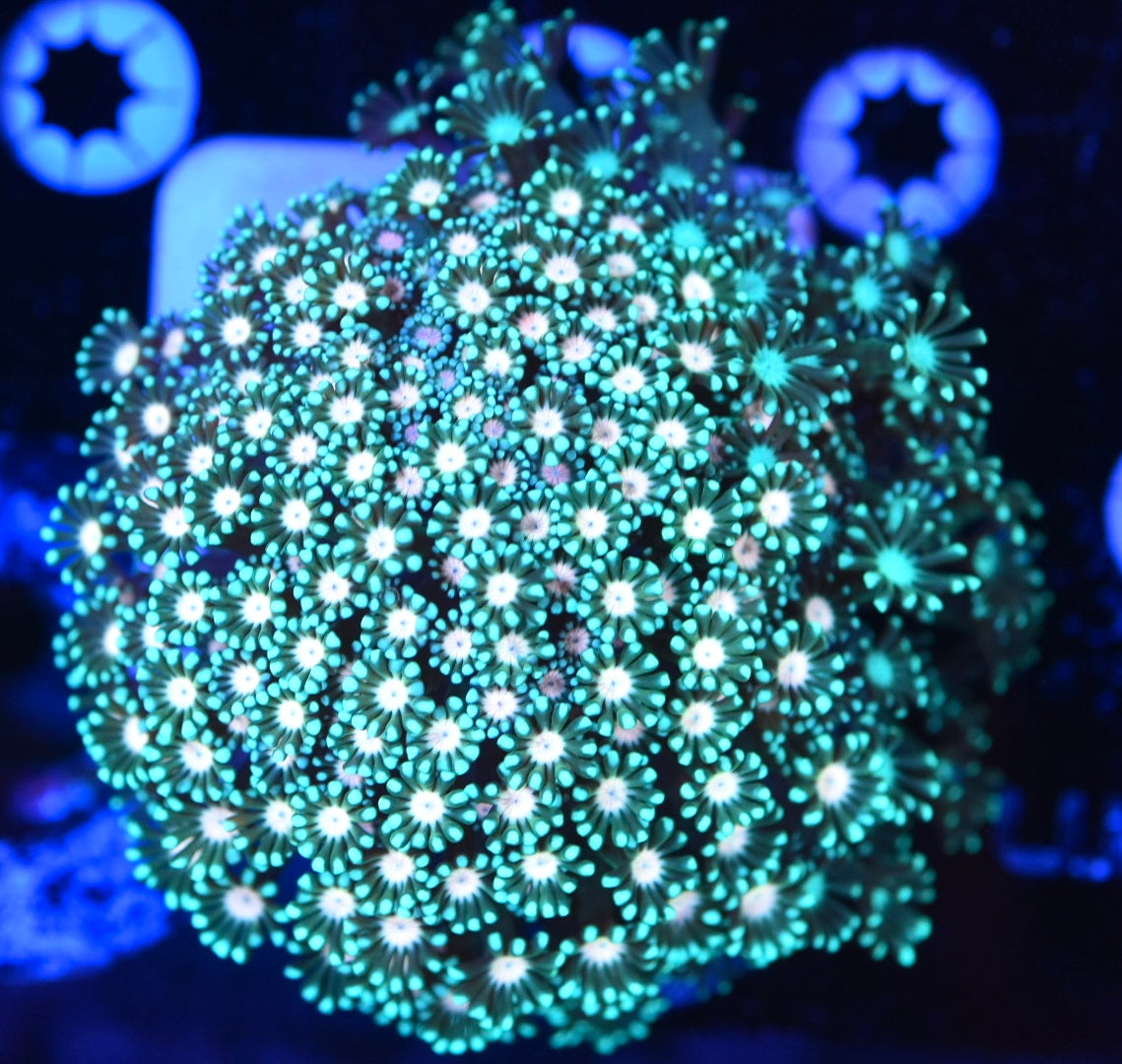 WYSIWYG XL Triple Threat Alveopora Colony 4" (CRAZY!)
