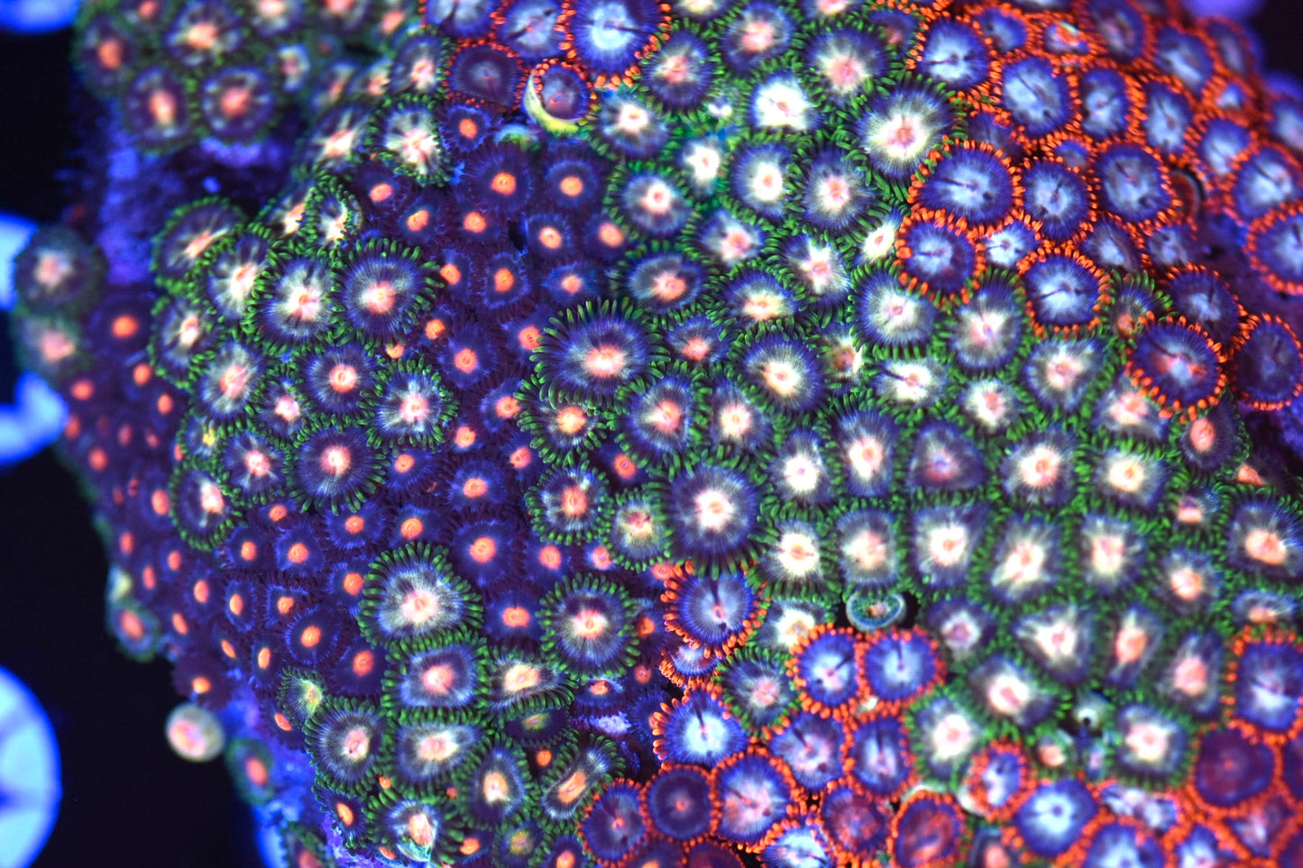 WYSIWYG XXL Mixed Zoanthid Colony 4"