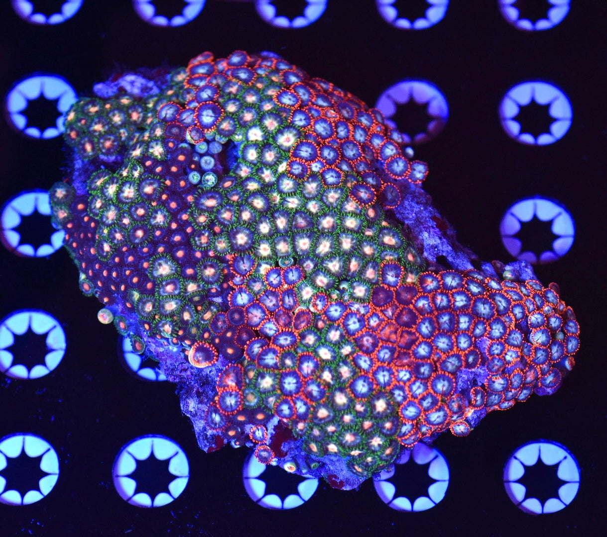 WYSIWYG XXL Mixed Zoanthid Colony 4"