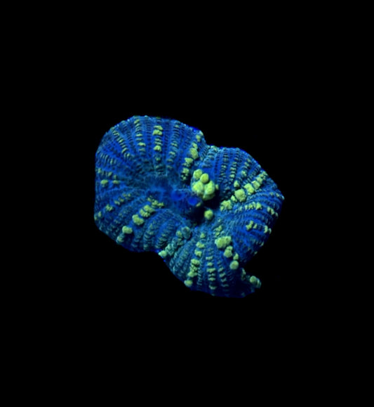 WYSIWYG Emerald Venom Bounce Mushroom 1.5" (RARE!)
