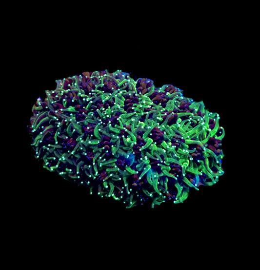 WYSIWYG Neon Galaxea Mini Colony 2.5"