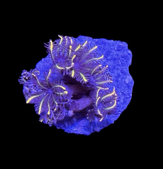 WYSIWYG Neon Orange Clove Polyps 1.5"
