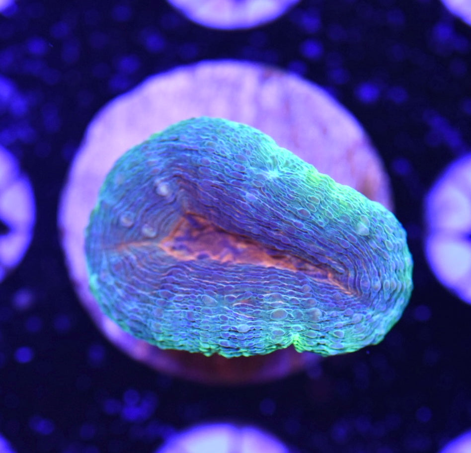 WYSIWYG Rainbow Lobophyllia 1.5"