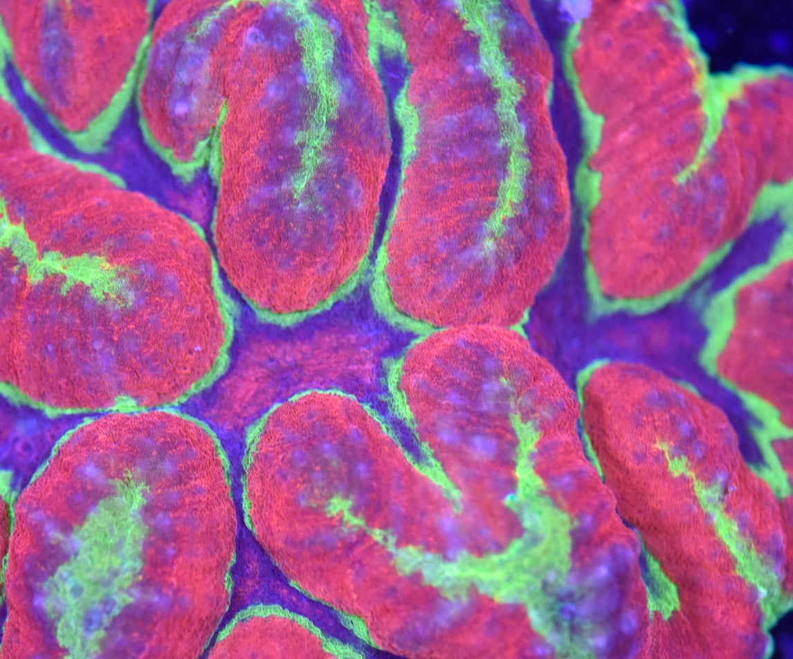 WYSIWYG Crayola Symphyllia 4" (CRAZY!)