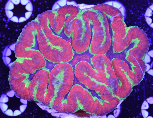 WYSIWYG Crayola Symphyllia 4" (CRAZY!)