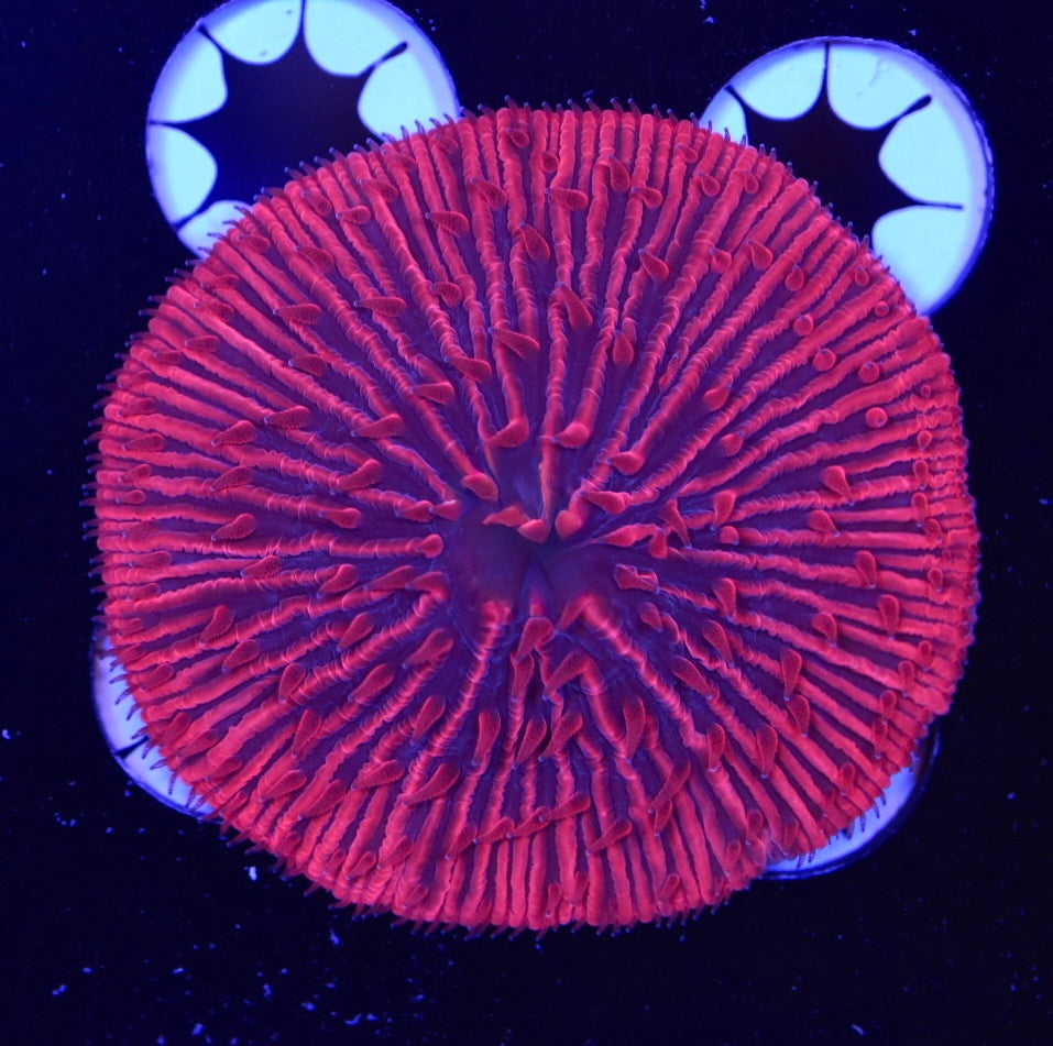 WYSIWYG Red Vader Fungia Plate 3" (INSANE!)