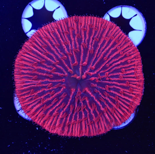 WYSIWYG Red Vader Fungia Plate 3" (INSANE!)