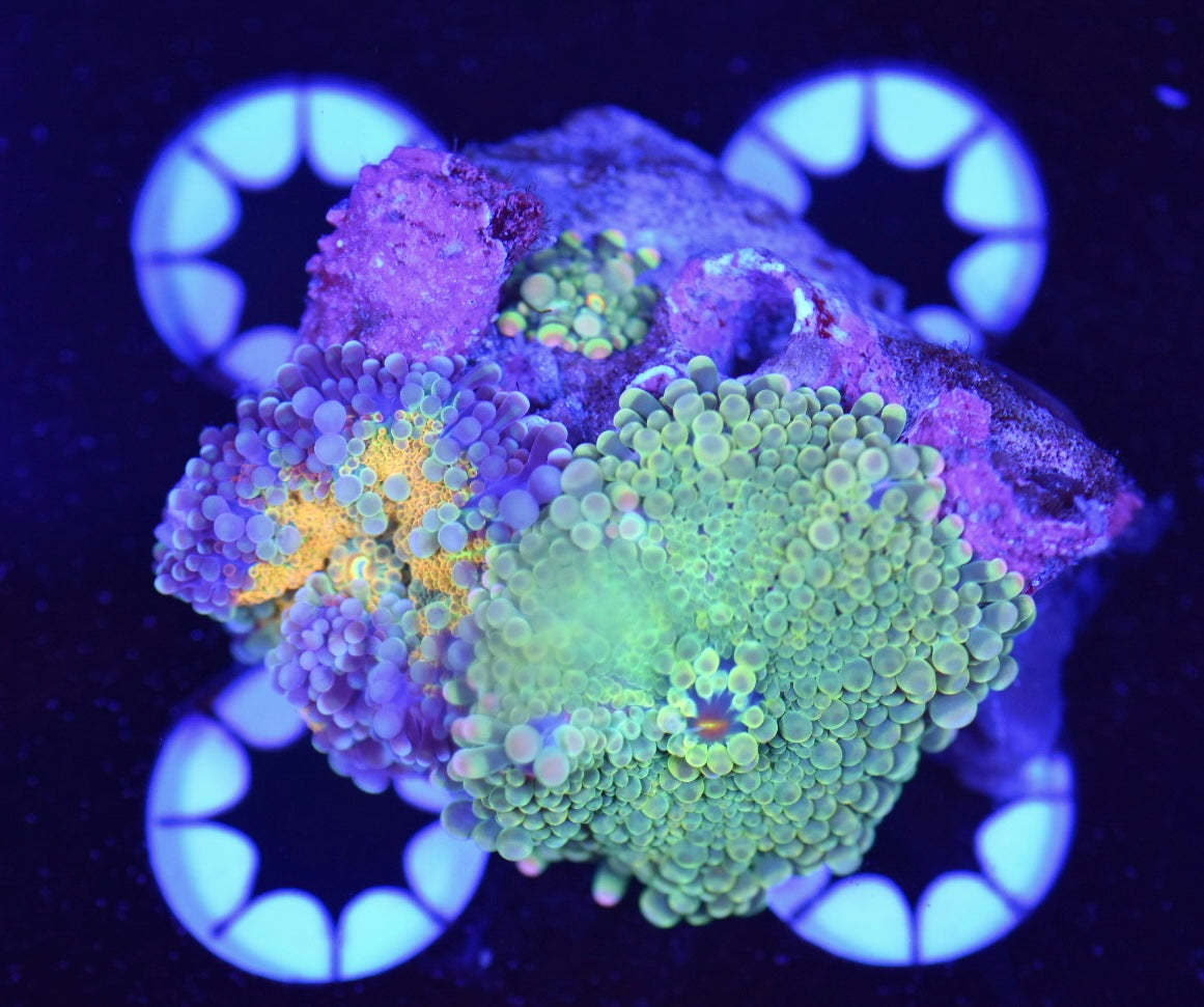 WYSIWYG Rainbow Yuma Mushroom Combo 2.5" (With baby!)