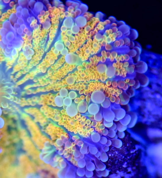 WYSIWYG Inferno Yuma Mushroom 1.5" (WOW!)