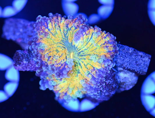WYSIWYG Inferno Yuma Mushroom 1.5" (WOW!)