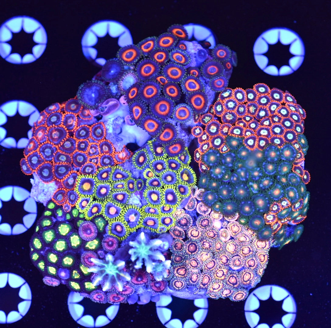WYSIWYG XXL Mixed Zoanthid Colony 4" (BRIGHT!)