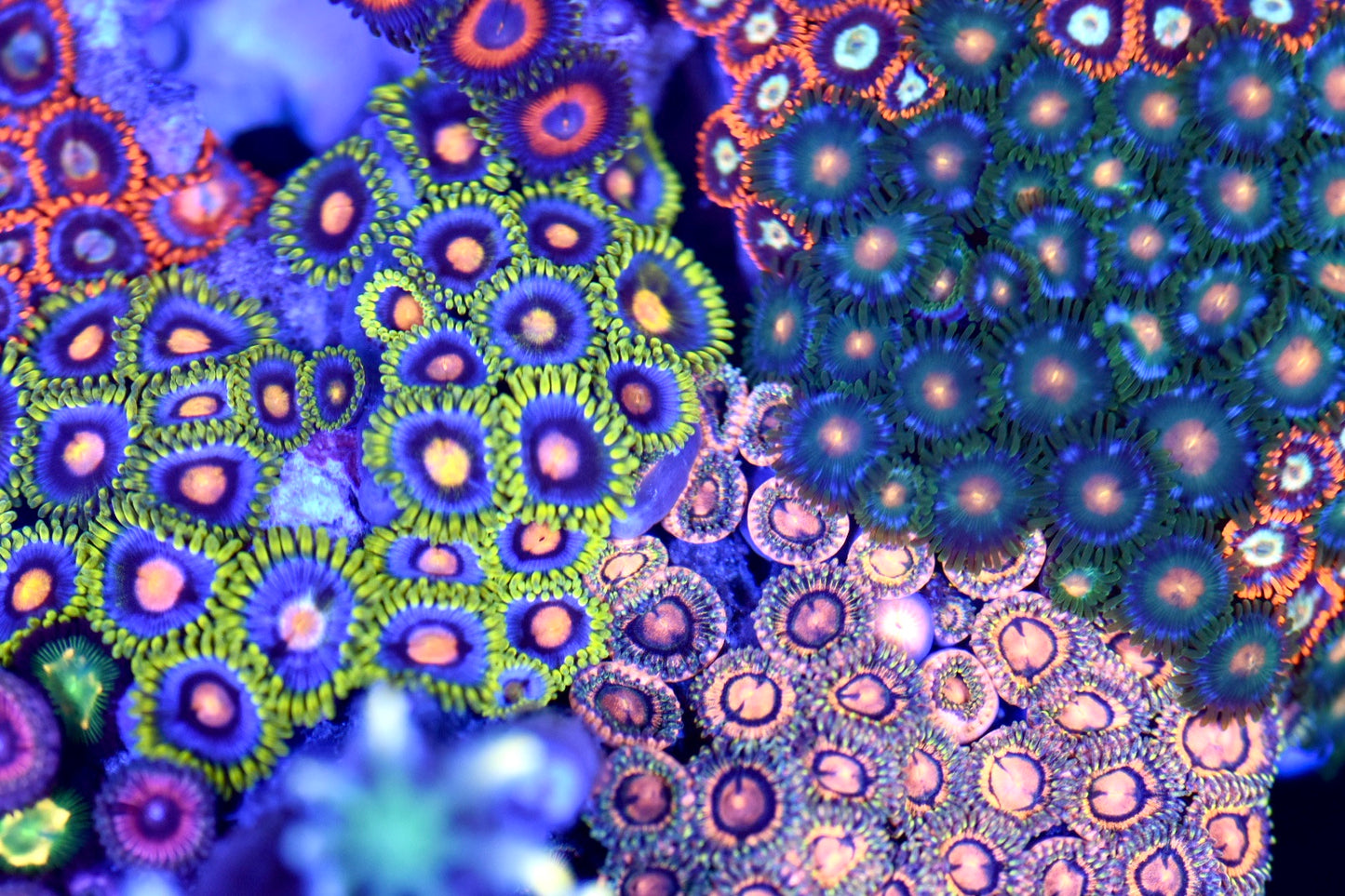 WYSIWYG XXL Mixed Zoanthid Colony 4" (BRIGHT!)