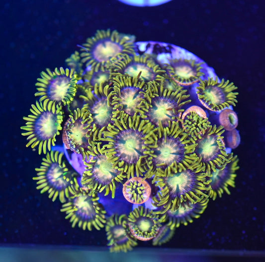 WYSIWYG Mansa Musa Zoanthids