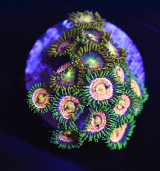 WYSIWYG Zoanthid Combo Frag