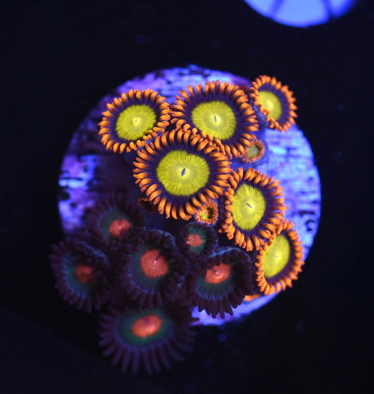 WYSIWYG Zoanthid Combo Frag