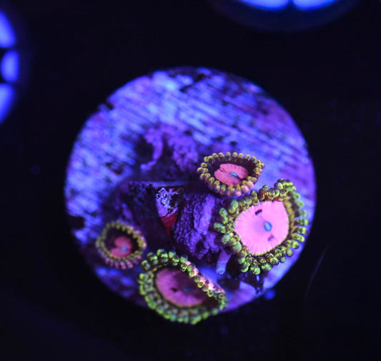 WYSIWYG Pink Diamond Zoanthids