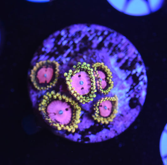 WYSIWYG Pink Diamond Zoanthids