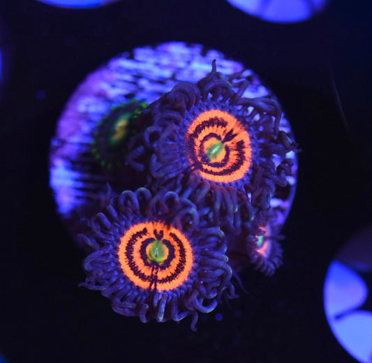 WYSIWYG Pink Constellation Zoanthids