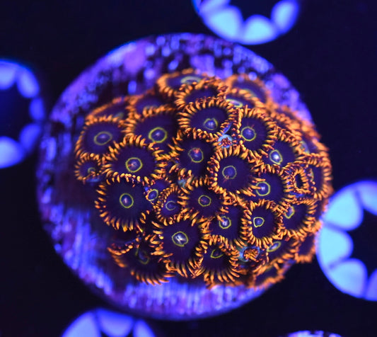 WYSIWYG XL Rainbow Hornet Zoanthids