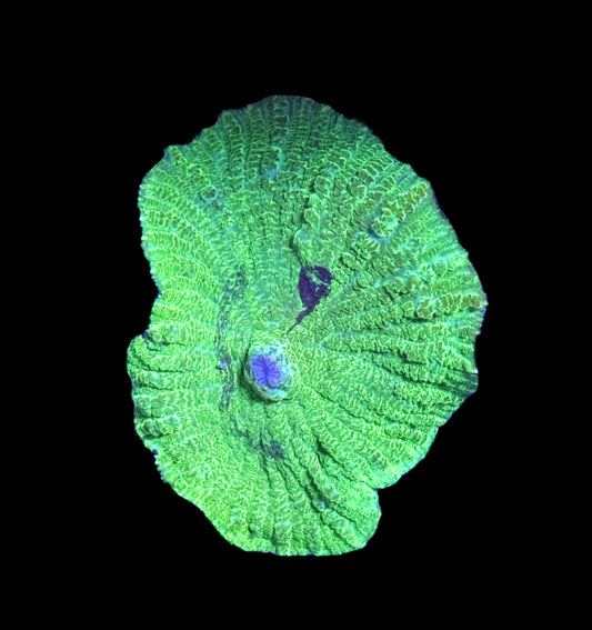 WYSIWYG XL Neon Green Grafted Rhoadactis Mushroom 2.5"