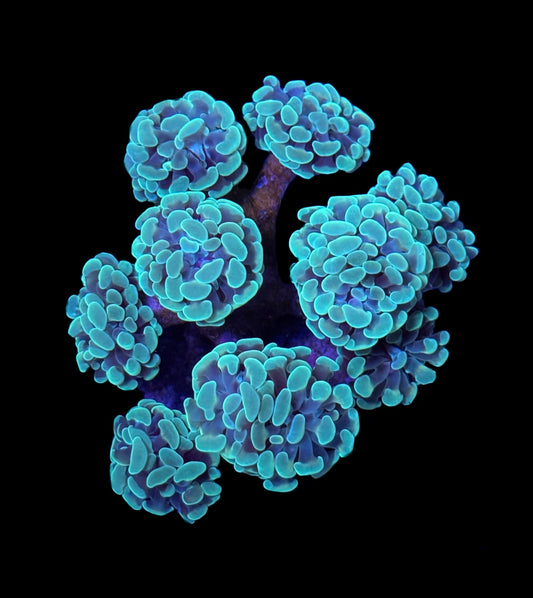 WYSIWYG Hotshot Hammer Colony 4.5"