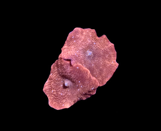 WYSIWYG Ironman Mushrooms 2"