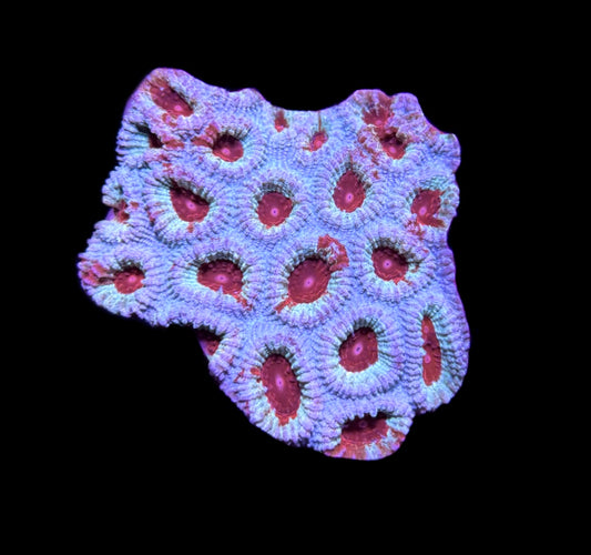 WYSIWYG Chilled Ice Favia Colony 3.5" (WOW!)