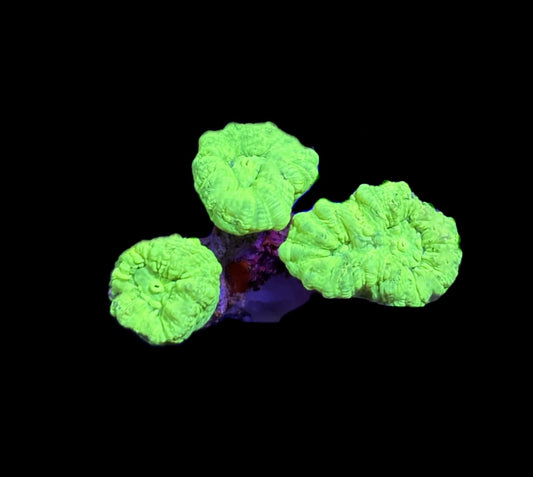 WYSIWYG Kryptonite Candy Cane 2"