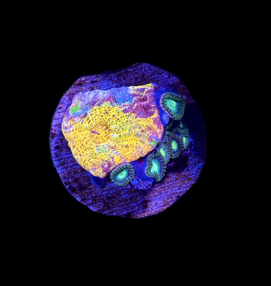 WYSIWYG Rainbow Chalice Coral 1" (PERFECT!)