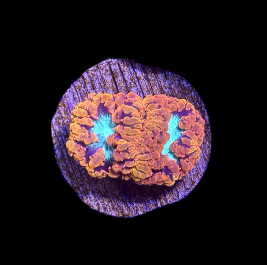 WYSIWYG Ultra Rainbow Blastomussa 1"