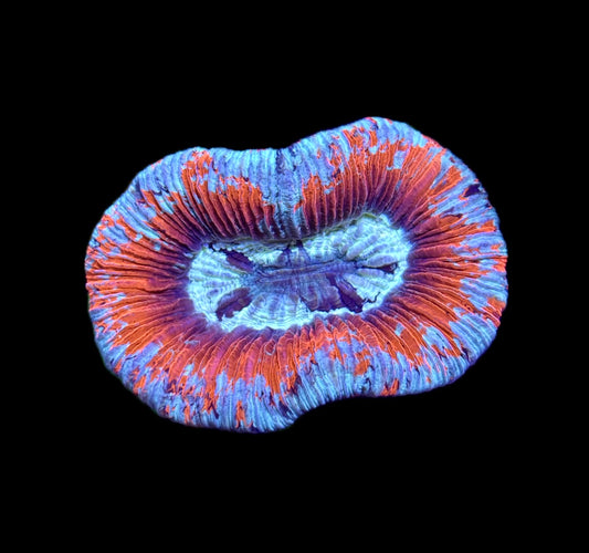WYSIWYG Ultra Rainbow Trachyphyllia 3" (WOW!)