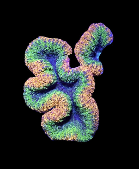 WYSIWYG Ultra Rainbow Lobophyllia Colony 4"