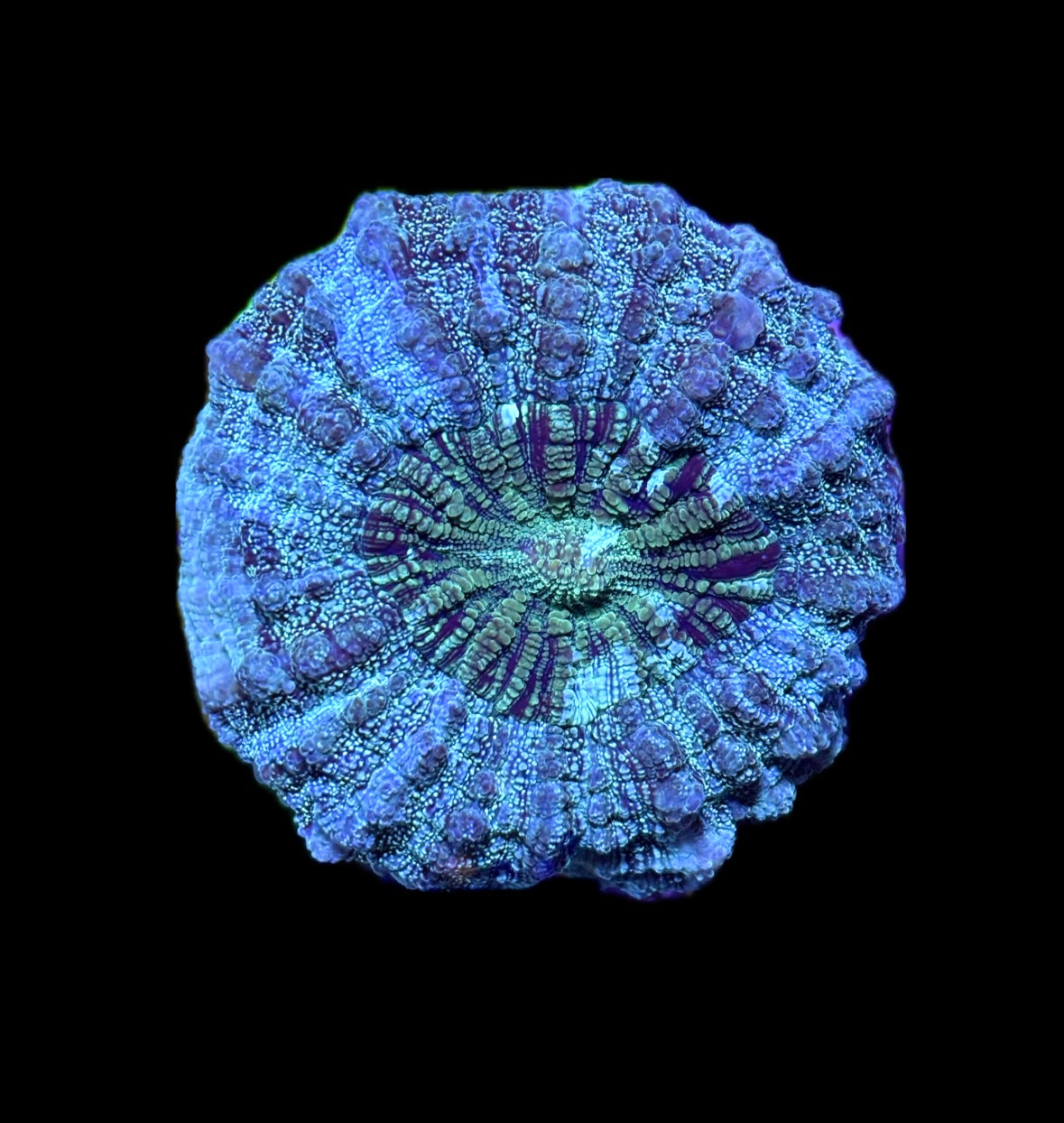 WYSIWYG Ultra Glitter Acanthoiphyllia 4"
