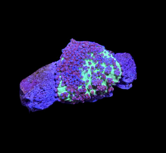 WYSIWYG Purple & Green Hairy Mushroom 1.5"